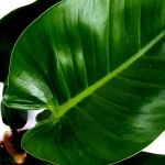 Philodendron Green Spear 