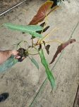 Philodendron Atabapoense - XL