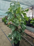 Monstera deliciosa variegata - XXL