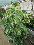 Monstera deliciosa variegata - XXL