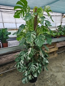 Monstera deliciosa variegata - XXL