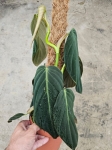 Philodendron gigas - L