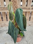 Philodendron gigas - L