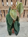 Philodendron gigas - L