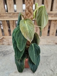Philodendron gigas - L