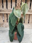 Philodendron gigas - L