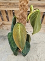 Philodendron gigas - L