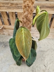 Philodendron gigas - L