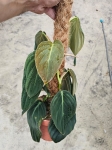Philodendron gigas - L