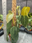 Philodendron gigas - L