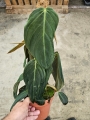 Philodendron gigas - L