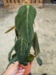 Philodendron gigas - L
