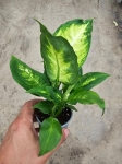 Dieffenbachia Camilla - M