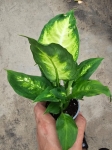 Dieffenbachia Camilla - M