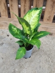 Dieffenbachia Camilla - M