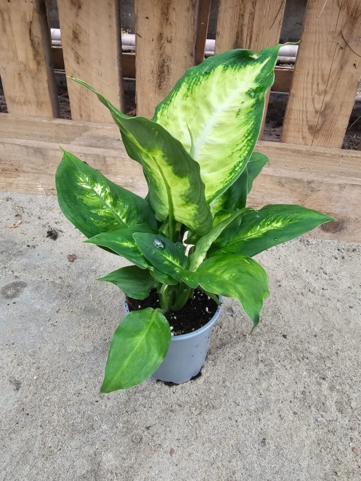 Dieffenbachia Camilla - M
