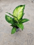 Dieffenbachia Camilla - M