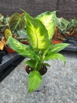 Dieffenbachia Camilla - M