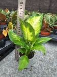 Dieffenbachia Camilla - M