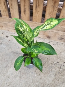 Dieffenbachia Compacta - M