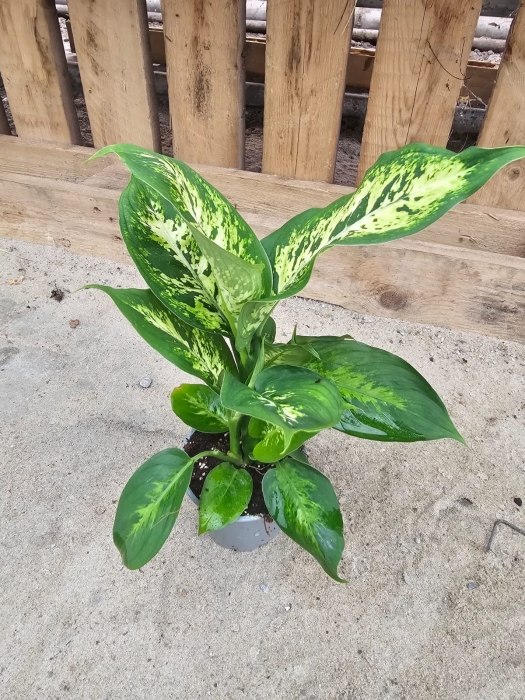 Dieffenbachia Compacta - M