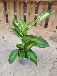 Dieffenbachia Compacta - M