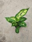 Dieffenbachia Compacta - M