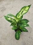 Dieffenbachia Compacta - M