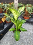 Dieffenbachia Compacta - M