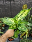 Dieffenbachia Compacta - M
