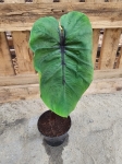 Colocasia esculenta Pharaoh's Mask - L
