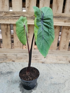 Colocasia esculenta Pharaoh's Mask -M