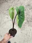 Colocasia esculenta Pharaoh's Mask - L