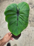 Colocasia esculenta Pharaoh's Mask - L