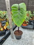 Colocasia esculenta Pharaoh's Mask - L