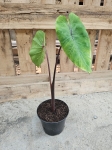 Colocasia esculenta Pharaoh's Mask - L