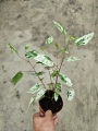 Hibiscus rosa-sin. variegata - M