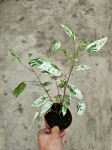 Hibiscus rosa-sin. variegata - M