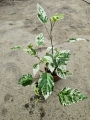 Hibiscus rosa-sin. variegata - M