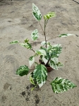 Hibiscus rosa-sin. variegata - M