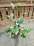 Hibiscus rosa-sin. variegata - M