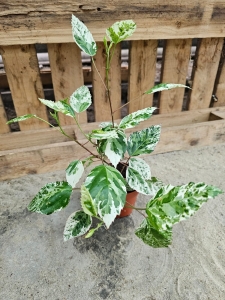 Hibiscus rosa-sin. variegata - M