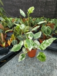 Hibiscus rosa-sin. variegata - M
