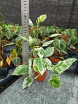 Hibiscus rosa-sin. variegata - M