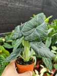Alocasia maharani - M