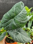 Alocasia maharani - M