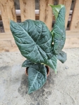 Alocasia maharani - M