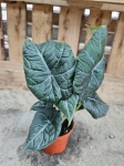 Alocasia maharani - M