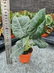 Alocasia maharani - M