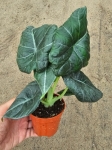 Alocasia maharani - M